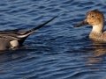 Northern Pintail