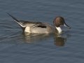 Northern Pintail
