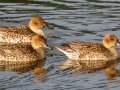 Northern Pintail