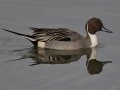 Northern Pintail