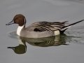 Northern Pintail