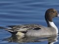 Northern Pintail