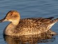 Northern Pintail