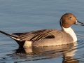 Northern Pintail