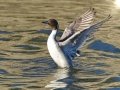 Northern Pintail