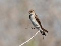 Northern Rough-winged Swallow