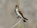 Northern Rough-winged Swallow