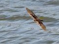 Northern Rough-winged Swallow