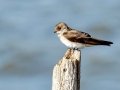 Northern Rough-winged Swallow