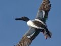 Northern Shoveler