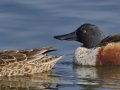 Northern Shoveler