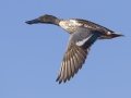 Northern Shoveler