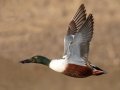 Northern Shoveler