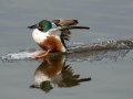 Northern Shoveler