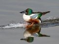 Northern Shoveler