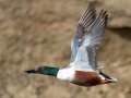 Northern Shoveler