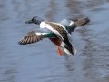 Northern Shoveler