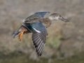 Northern Shoveler (Juvenile) - Bolsa Chica Ecological Reserve