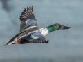 Northern Shoveler - Bolsa Chica Ecological Reserve