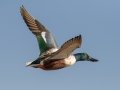 Northern Shoveler - Bolsa Chica Ecological Reserve