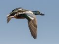Northern Shoveler - Bolsa Chica Ecological Reserve