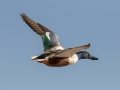 Northern Shoveler - Bolsa Chica Ecological Reserve
