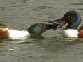 Northern Shoveler