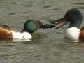 Northern Shoveler