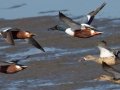 Northern Shoveler