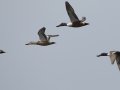 Northern Shoveler