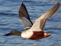 Northern Shoveler