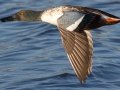 Northern Shoveler