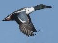 Northern Shoveler