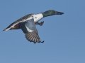 Northern Shoveler
