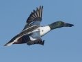Northern Shoveler