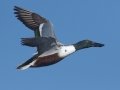 Northern Shoveler