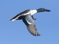 Northern Shoveler