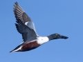 Northern Shoveler