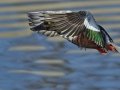 Northern Shoveler