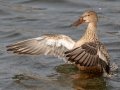 Northern Shoveler