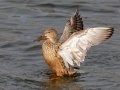 Northern Shoveler