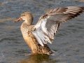 Northern Shoveler