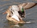 Northern Shoveler