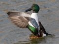 Northern Shoveler