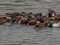 Northern Shovelers