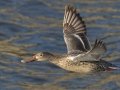 Northern Shoveler