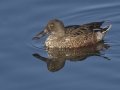 Northern Shoveler