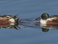 Northern Shoveler