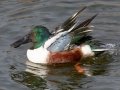 Northern Shoveler