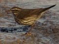 Northern Waterthrush
